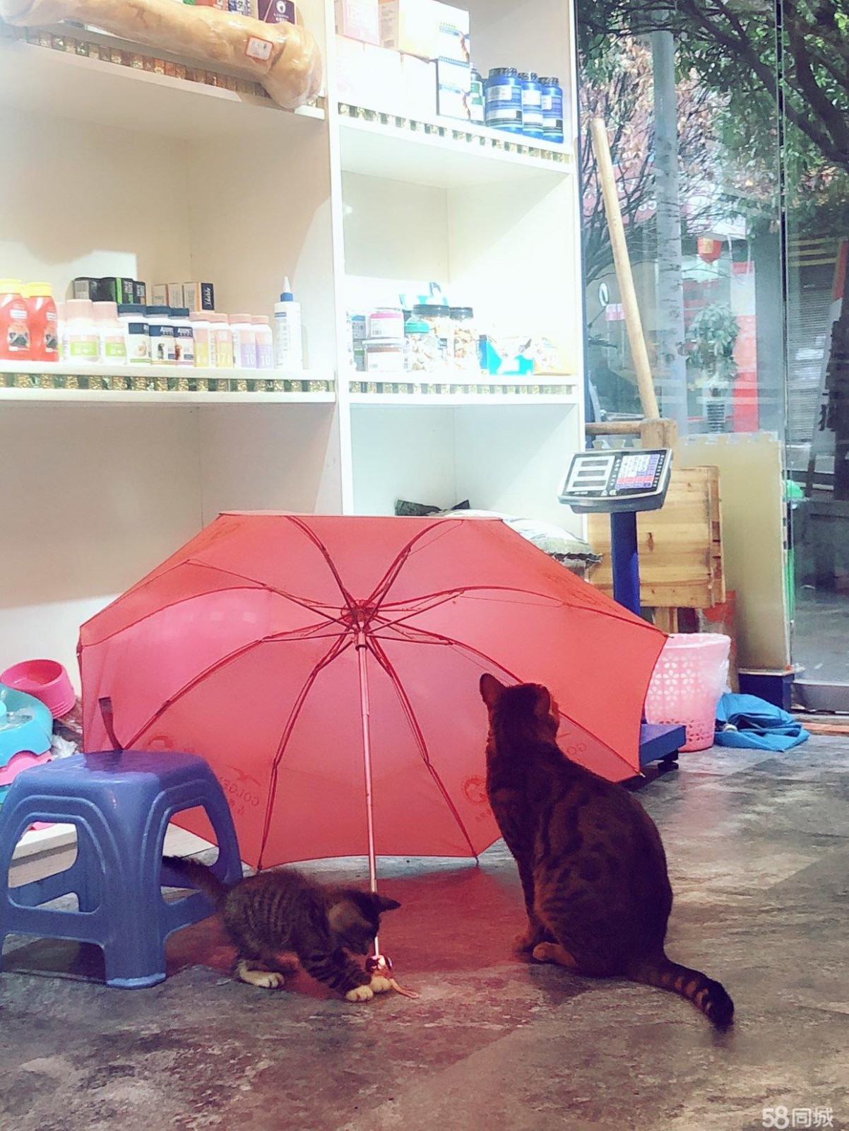 因个人原因，现将营业中宠物店转让