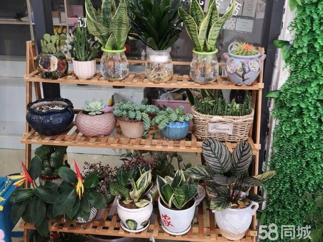 鲜花店转让（一生所爱）
