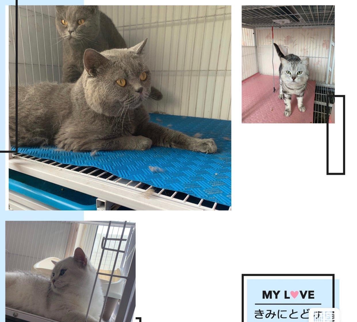 (转让)猫舍(非宠物店)，盈利中，快成本低