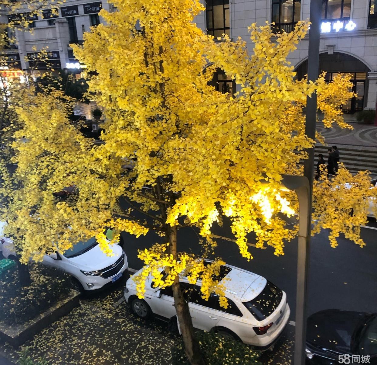 (转让)苏州路临街旺铺，遵义消费群体坐标地段