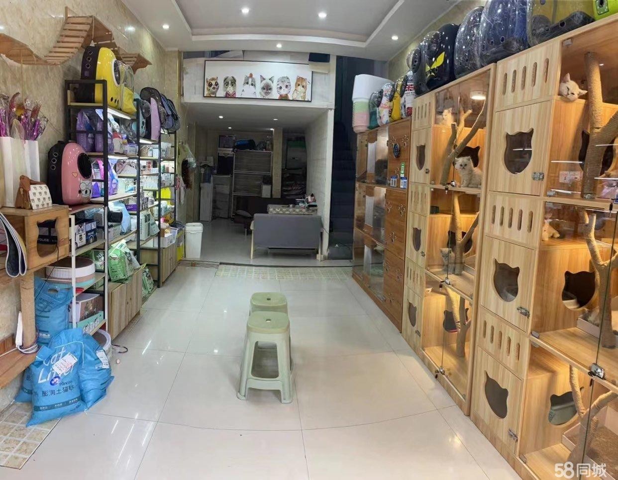 (转让)洗马路名猫专卖宠物店