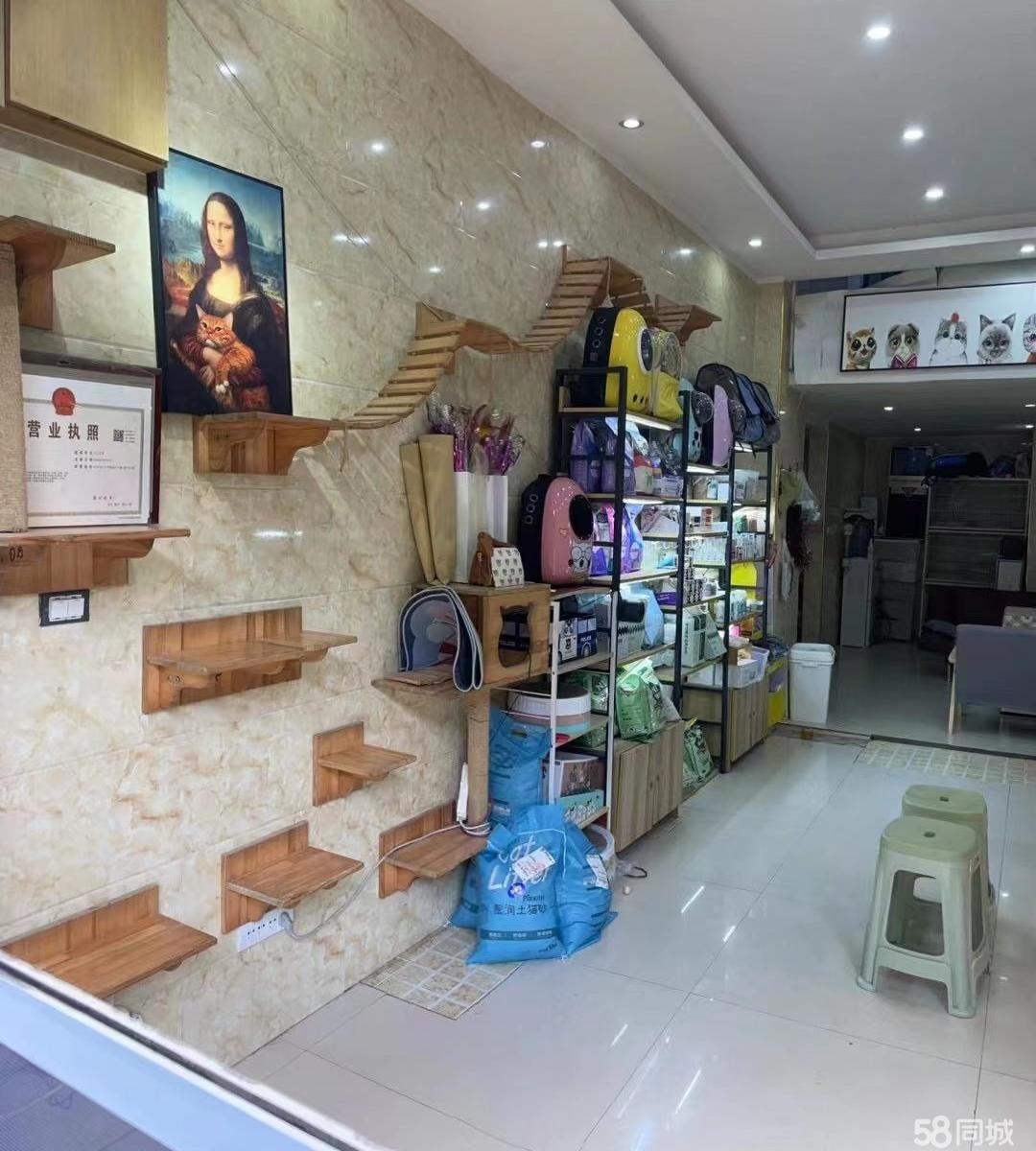 (转让)洗马路名猫专卖宠物店