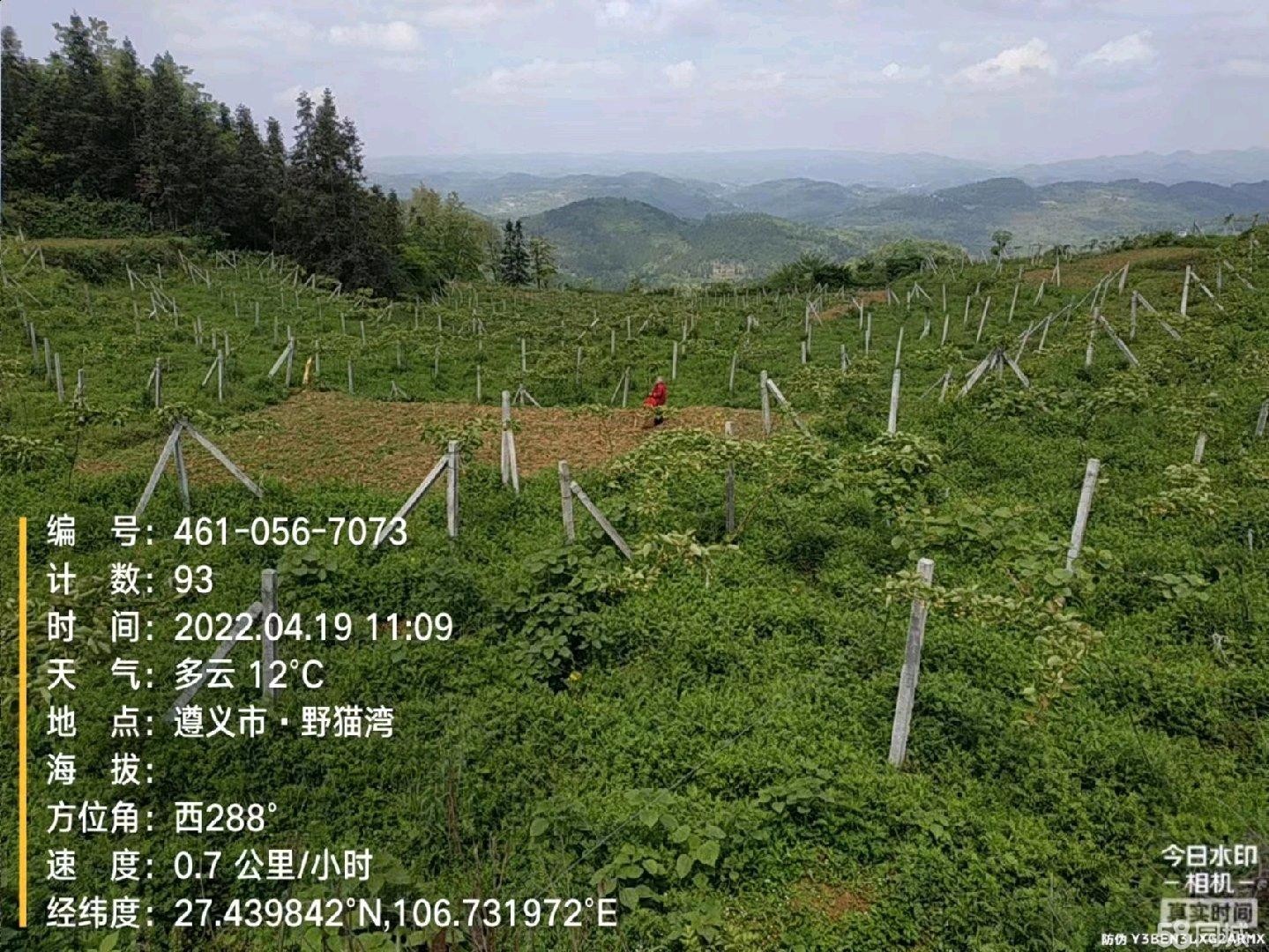 (转让)红心猕猴桃基地特寻找人或承包人