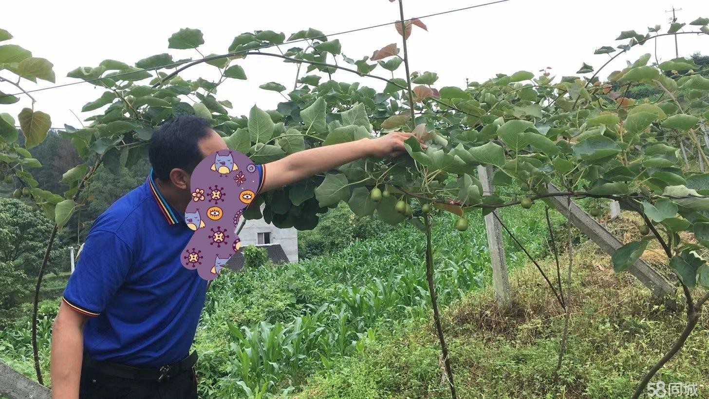 (转让)红心猕猴桃基地特寻找人或承包人