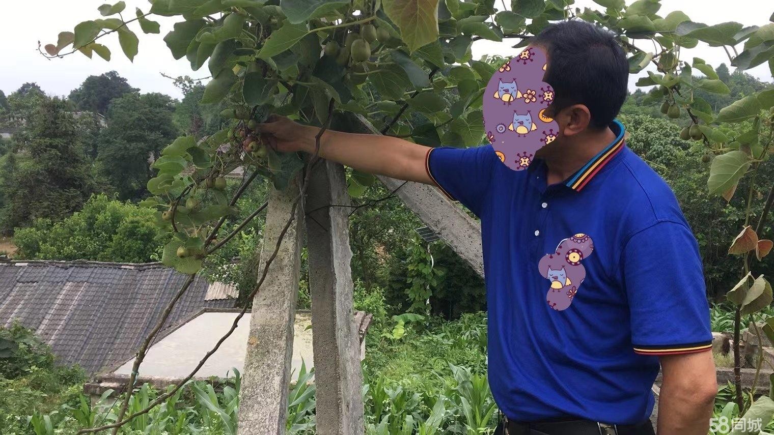 (转让)红心猕猴桃基地特寻找人或承包人