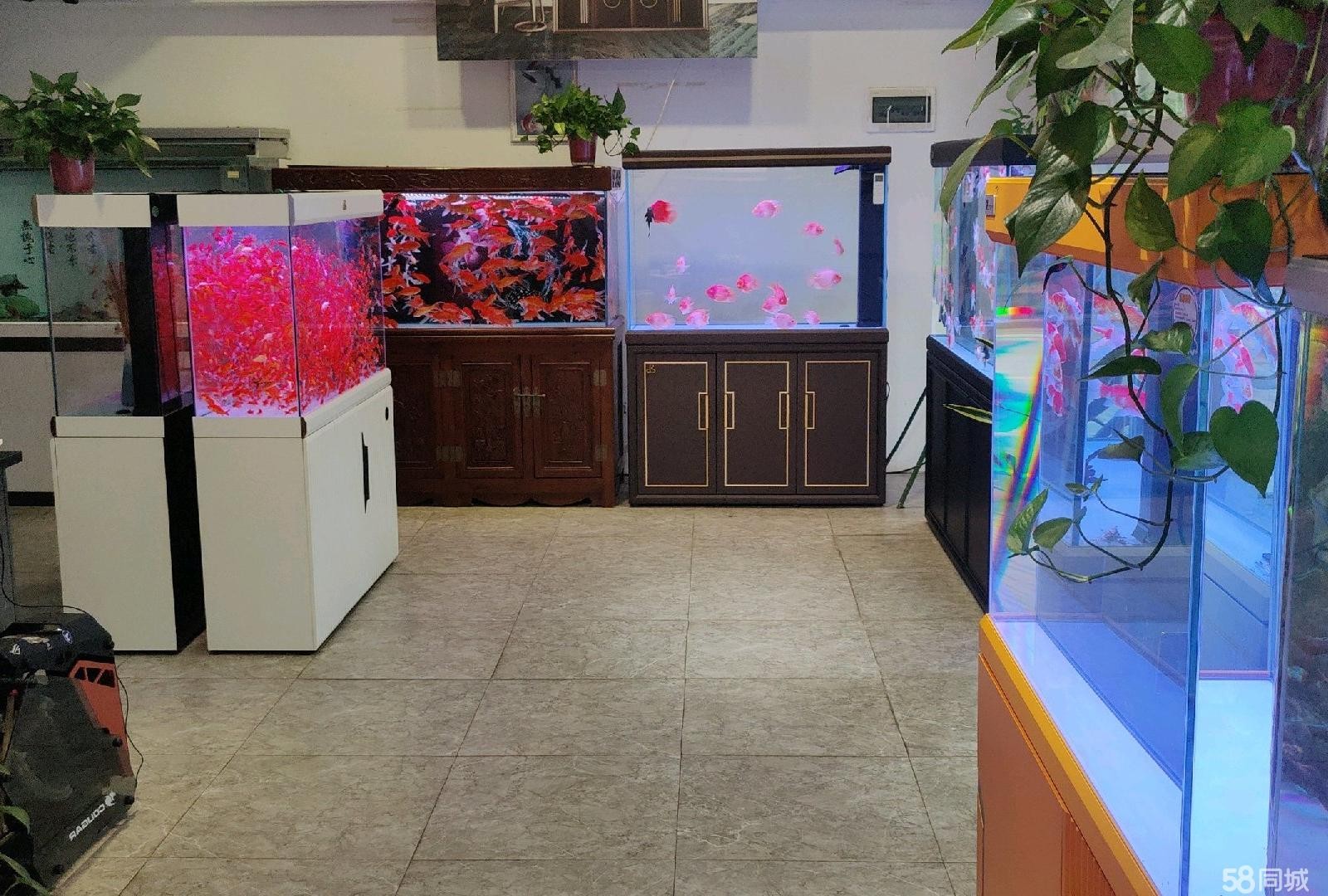 (转让)临街门面，遵义集中的花鸟市场------