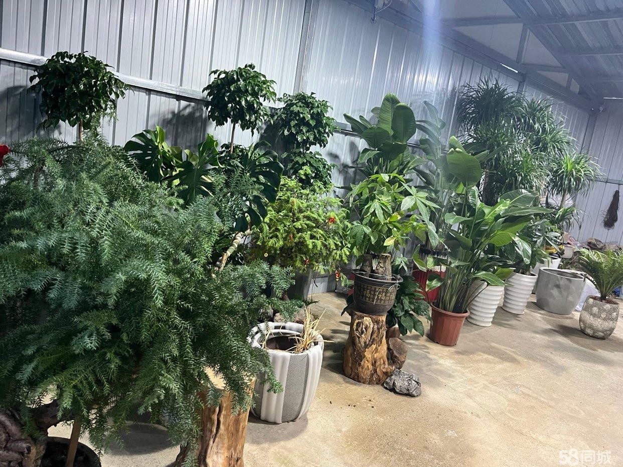 (转让)位于花鸟市场显眼，宽阔的位置