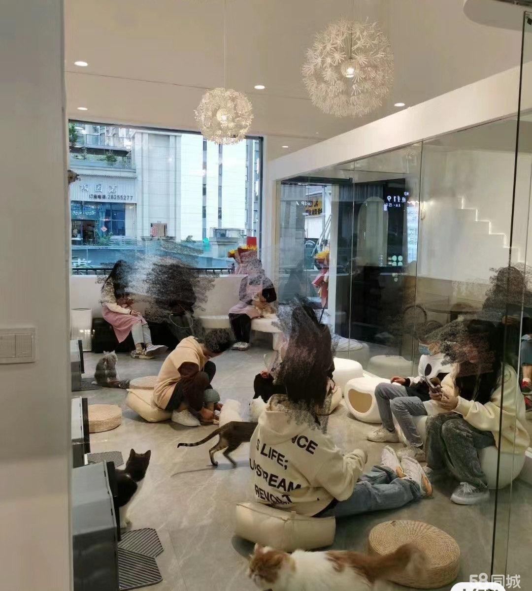 (转让)猫咖苏州路常青藤商业街压三付- -租金可每月付