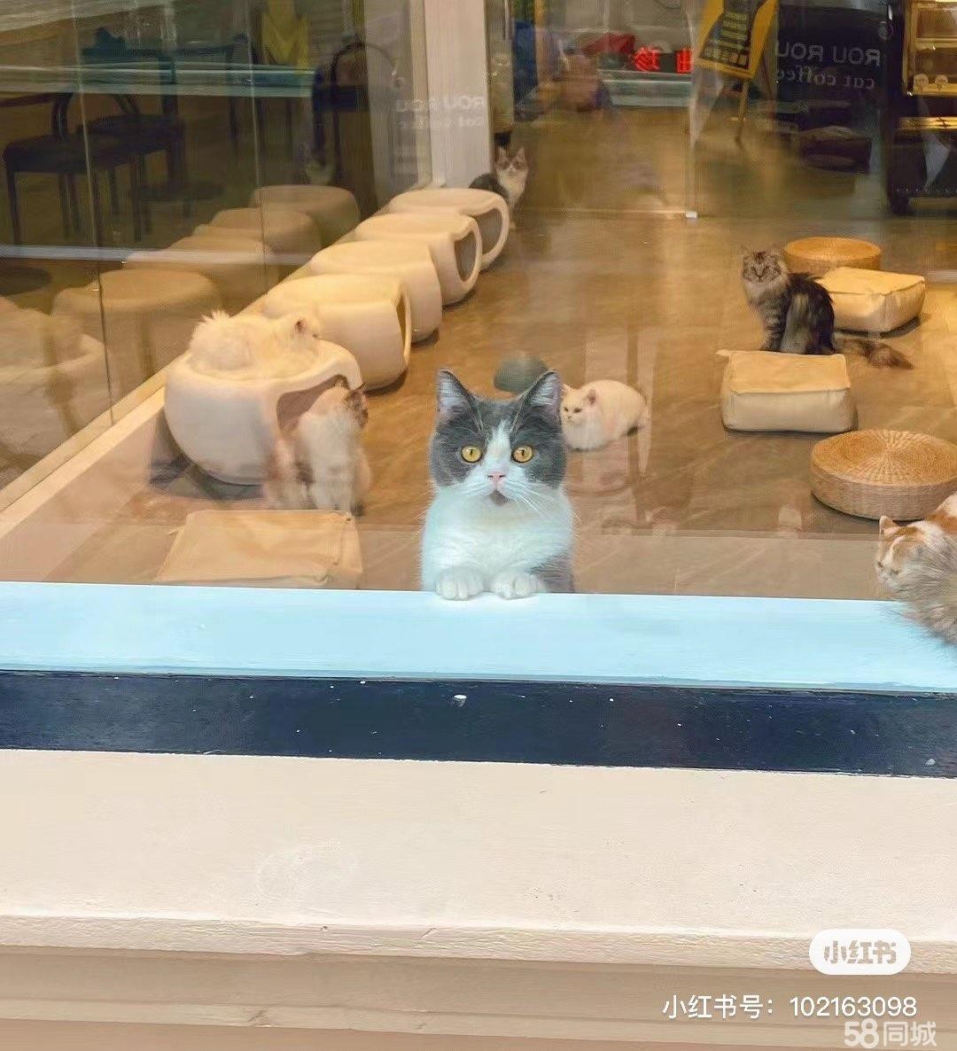 (转让)猫咖苏州路常青藤商业街压三付- -租金可每月付