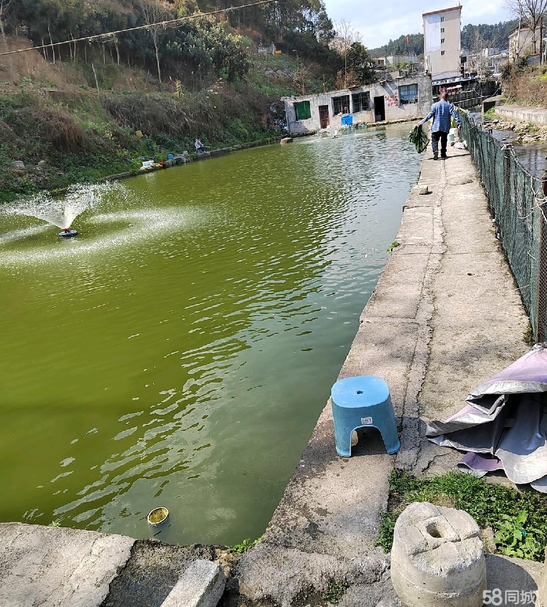 (转让) 9个独立鱼塘,面积一-亩左右,位于汇川区梦想城至植物园吊桥下